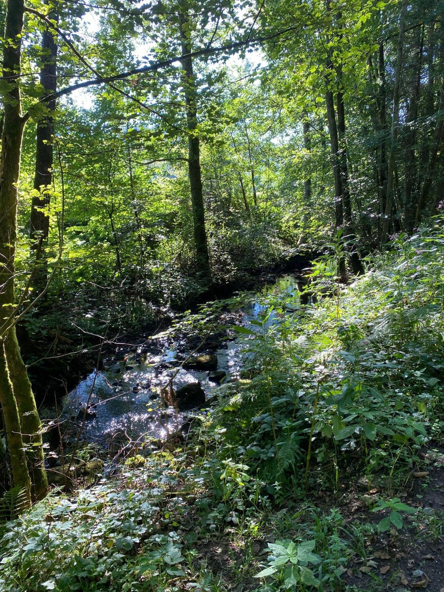 Ferienhaus Vulkaneifel Abtei Himmerod Großlittgen Extérieur photo